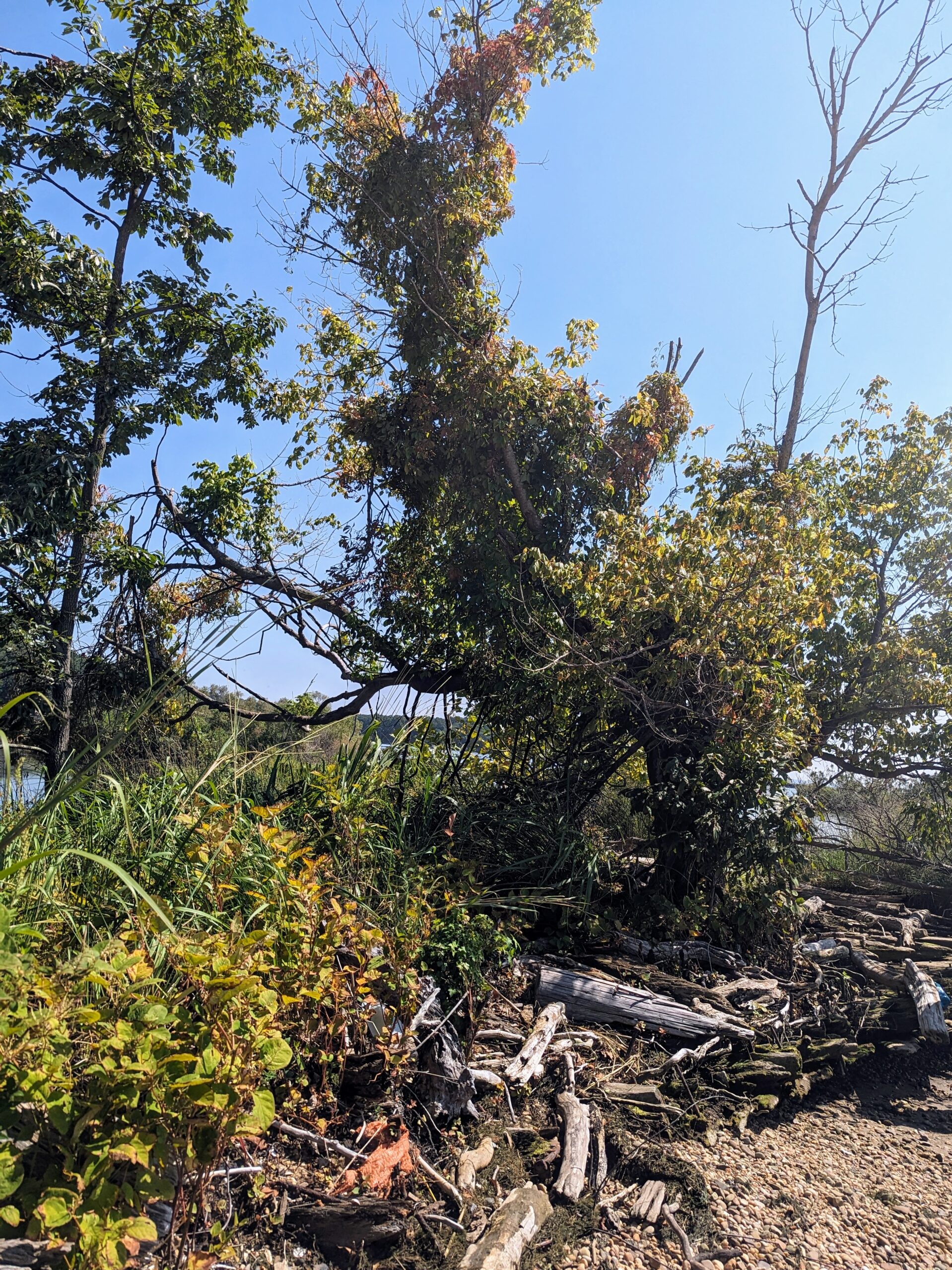 A closeup of the foliage that grows on Grady's Spit (Mark Losavio/NOAA).