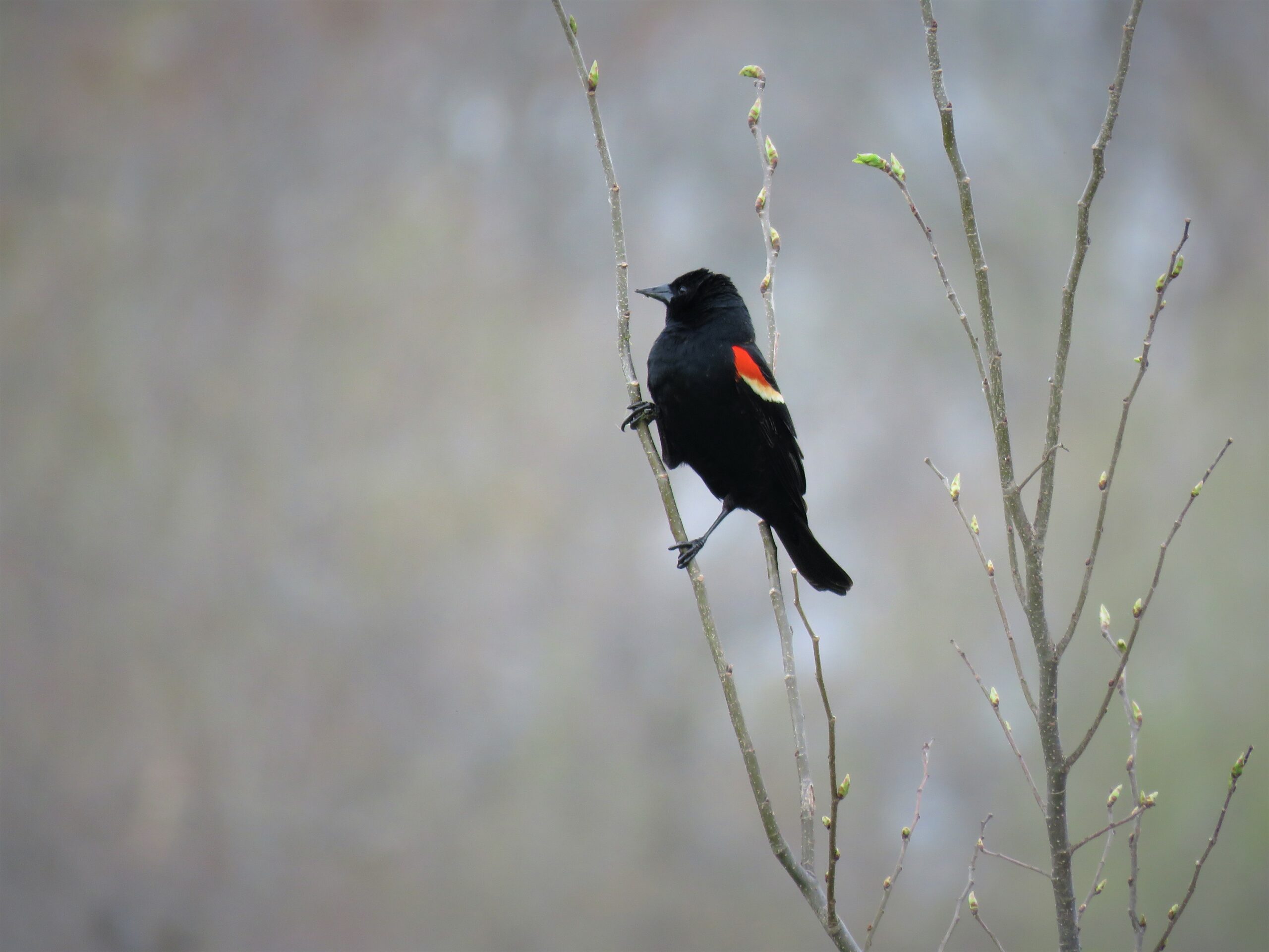 Red winged blackbird (Kelly Kimbis/Courtesy of Maryland DNR).