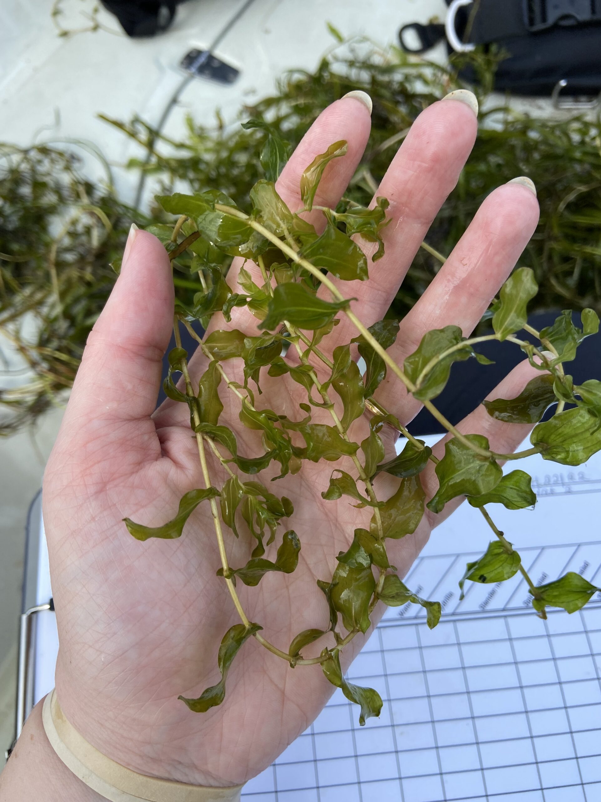 Redhead grass (Megan McCabe/NOAA).