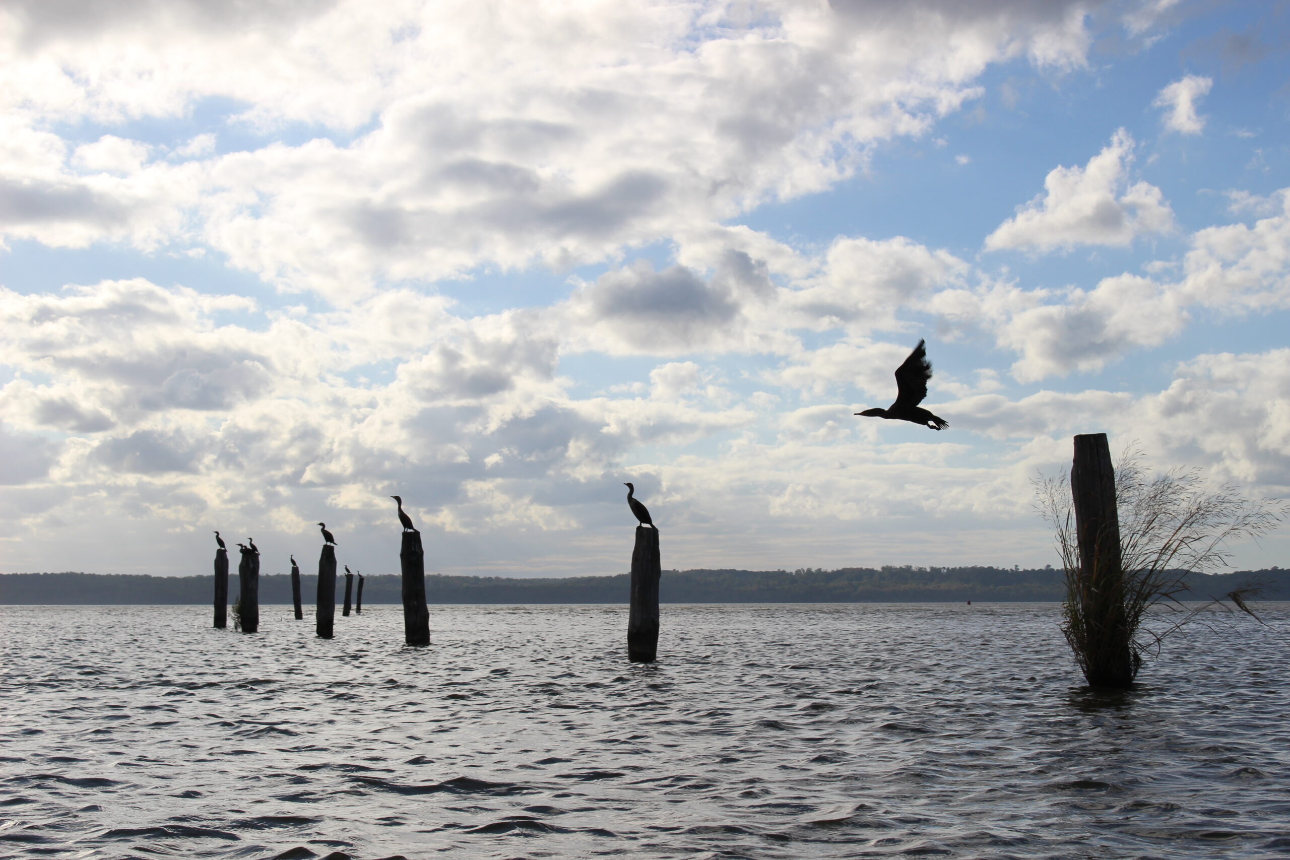 image of Pilings