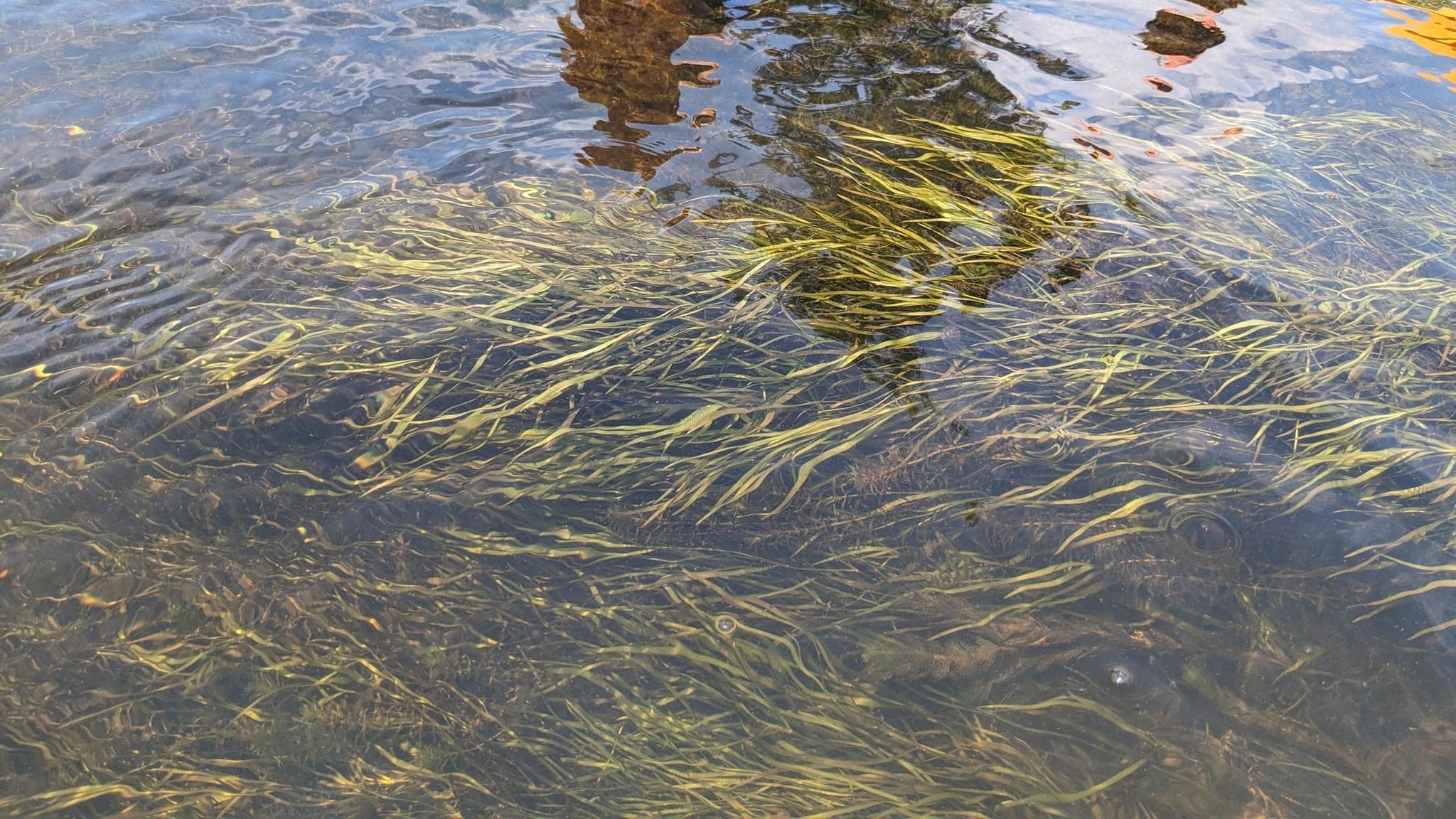 Water stargrass (Brooke Landry/ Courtesy of Maryland DNR).