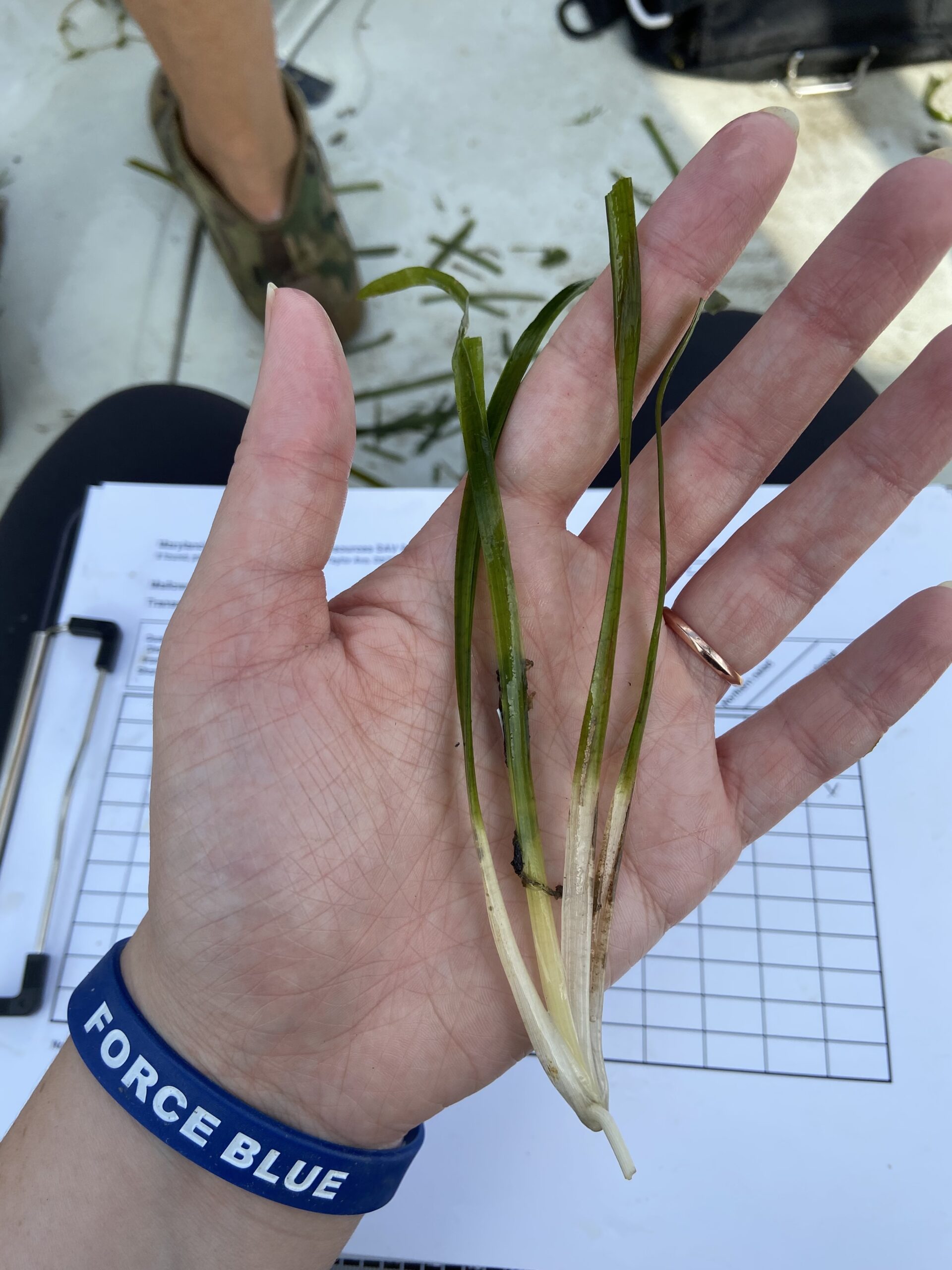 Wild celery (Megan McCabe/NOAA).