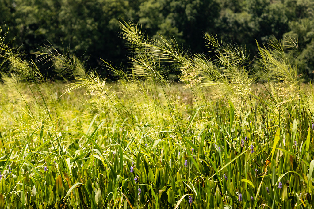 Wild rice (Courtesy of Will Parson/Chesapeake Bay Program).