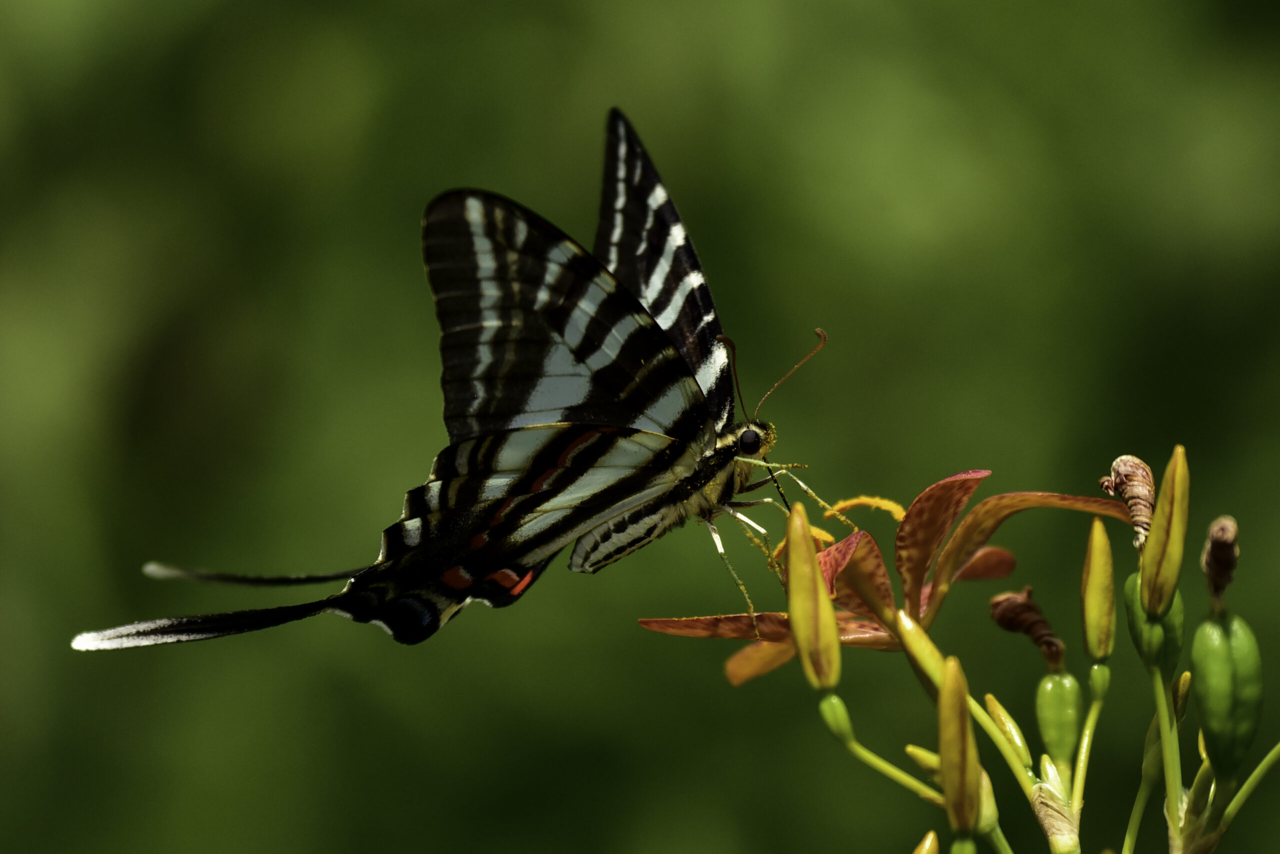 Zebra swallowtail, a common species of butterfly at Mallows Bay (Michael Osborn/Courtesy of Maryland DNR).