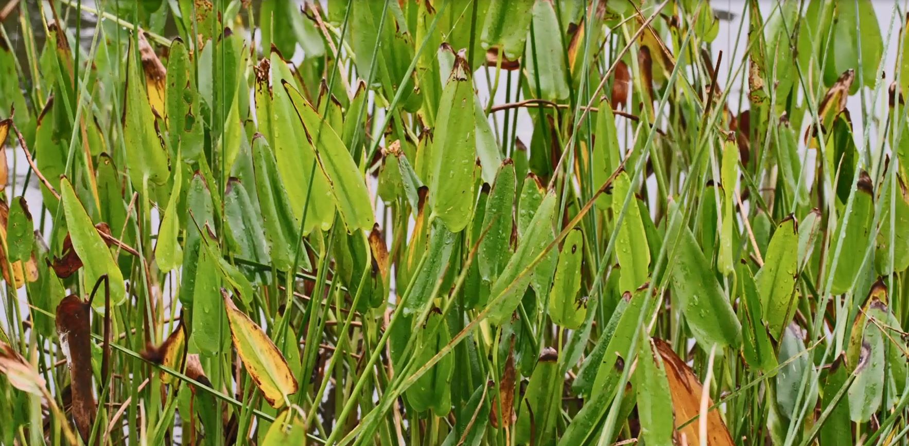 Pickerel weed growing on the edge of the shoreline (NOAA).