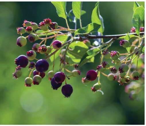 Juicy berries provide food for many animals (Courtesy of National Park Service). 