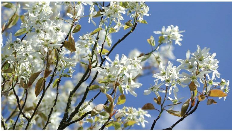 Serviceberry flowers bloom in early spring (Courtesy of National Park Service).