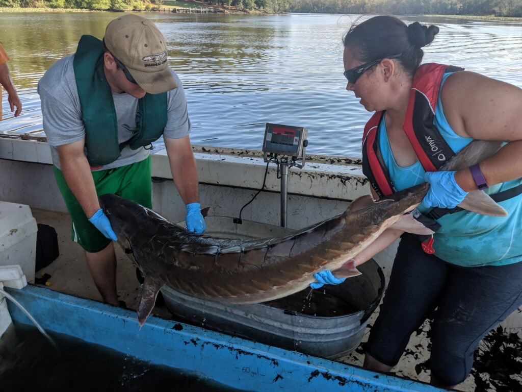 Researchers tag an Atlantic sturgeon during a survey (Courtesy of Maryland DNR).